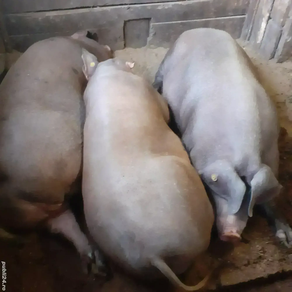 porci de vânzare  porci de vânzare