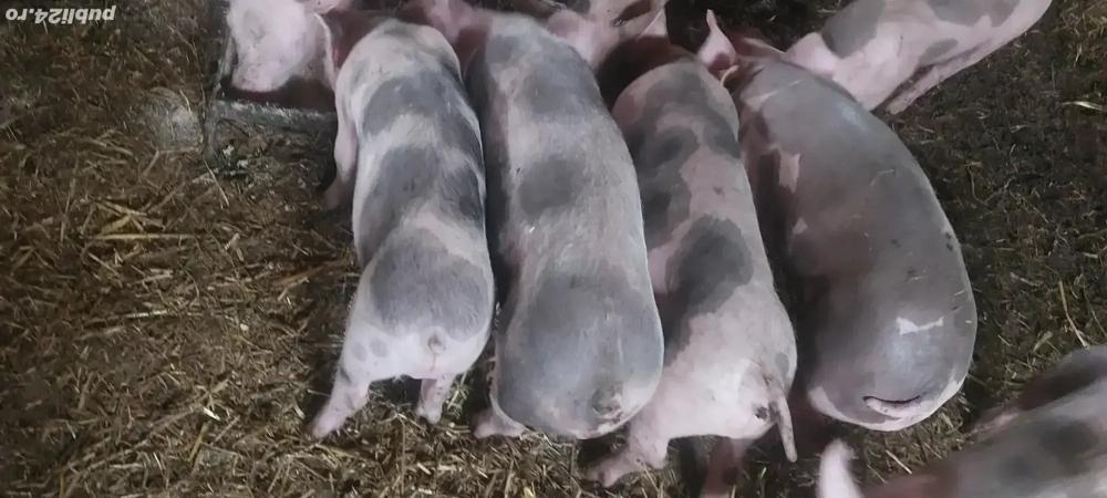 vand sau schimb purcei de carne vand sau schimb purcei de carne