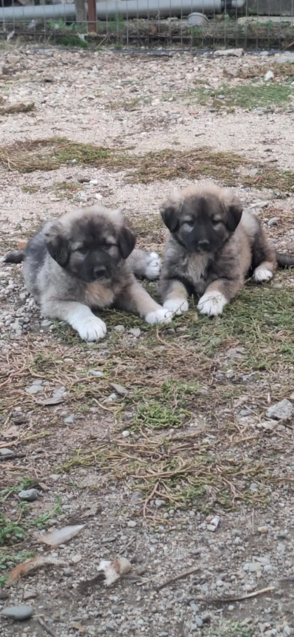 Doua femele ciobanesc carpatin de vânzare 