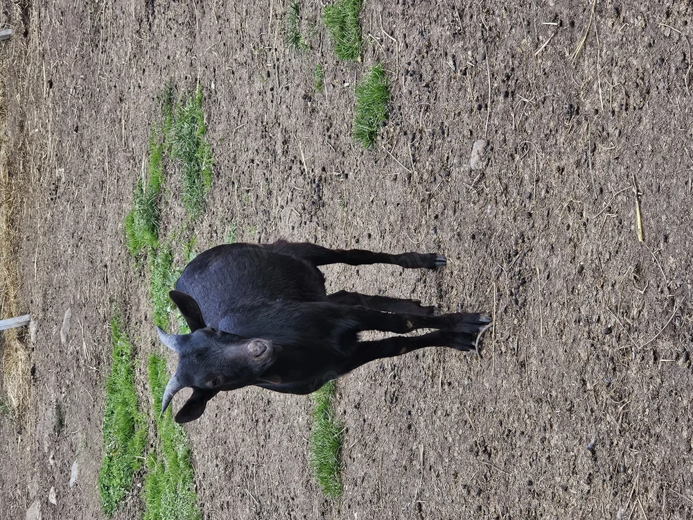 Vand Tap murciano granadina 