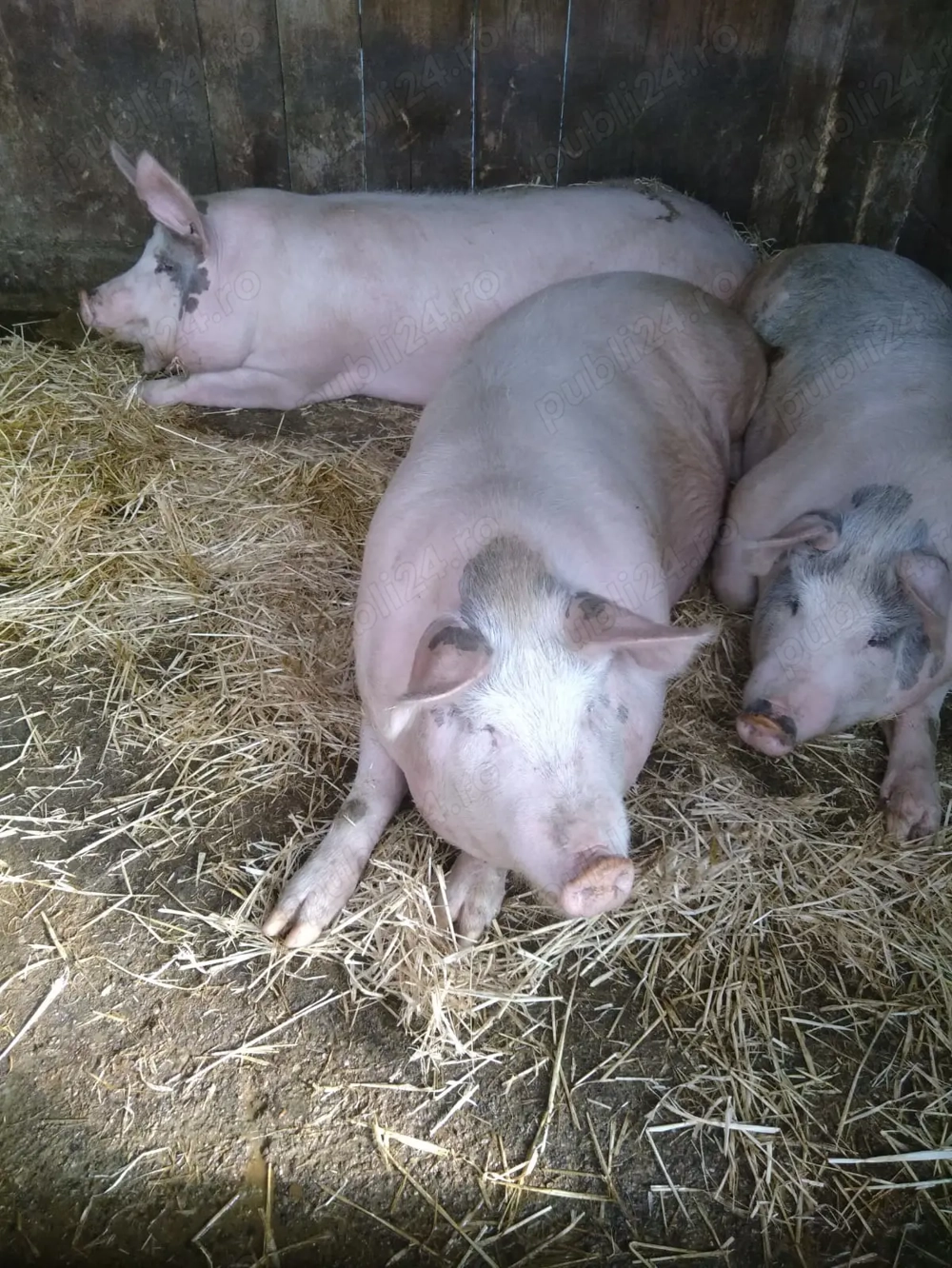 Porci de vânzare pentru sărbătorile de iarna 