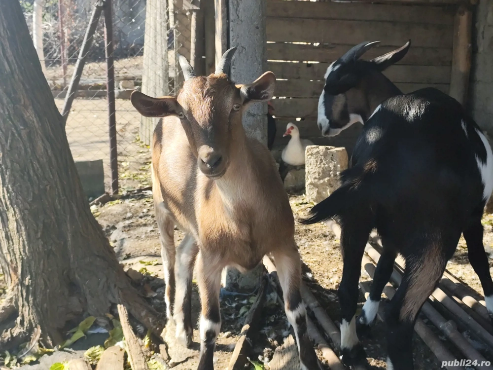 Căprițe tinere din primăvara acestui an 