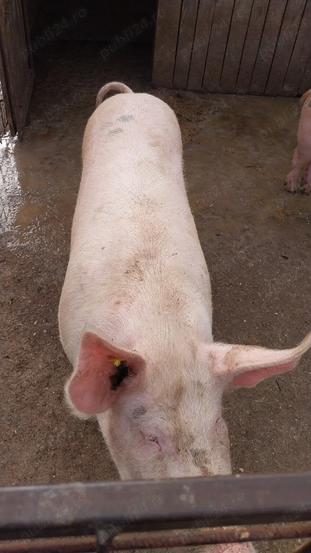 Porc de vanzare Porc de vanzare