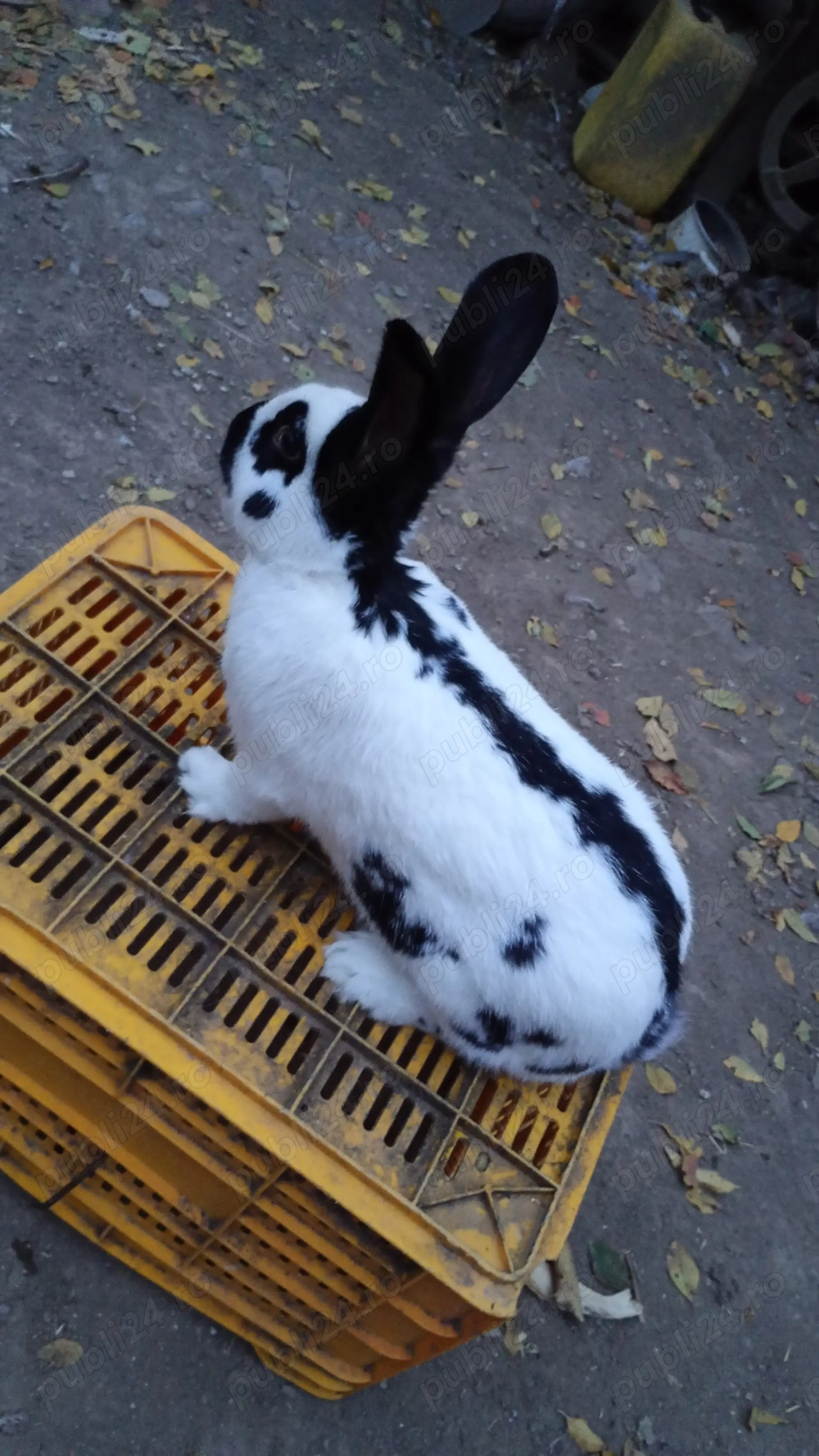 Vând un mascul fluture german alb-negru