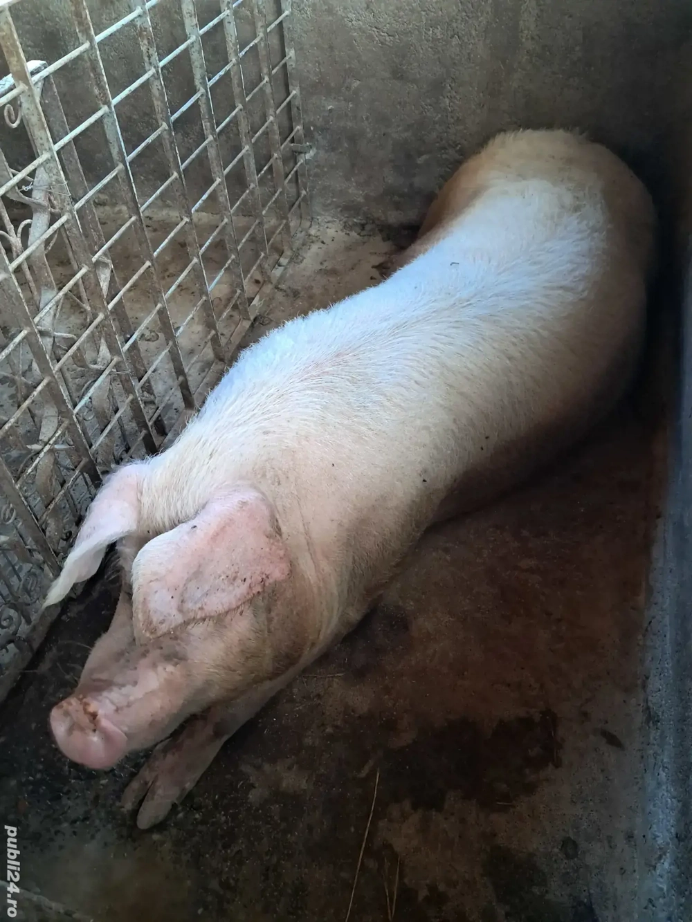 scroafa pt sacrificat scroafa pt sacrificat