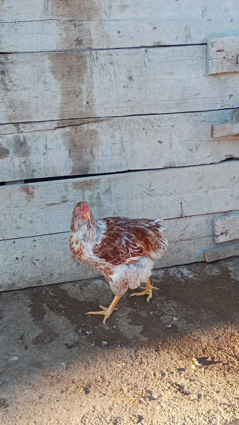 Vând 2 cocoși wyandotte splash 