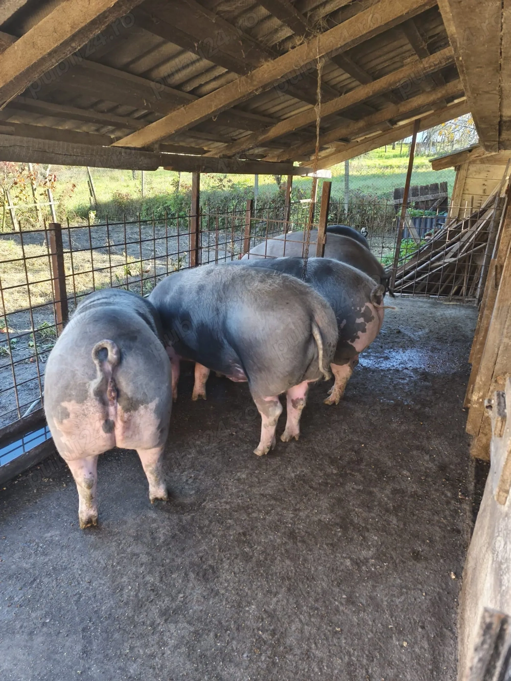 Vând porci rasa Pietran 