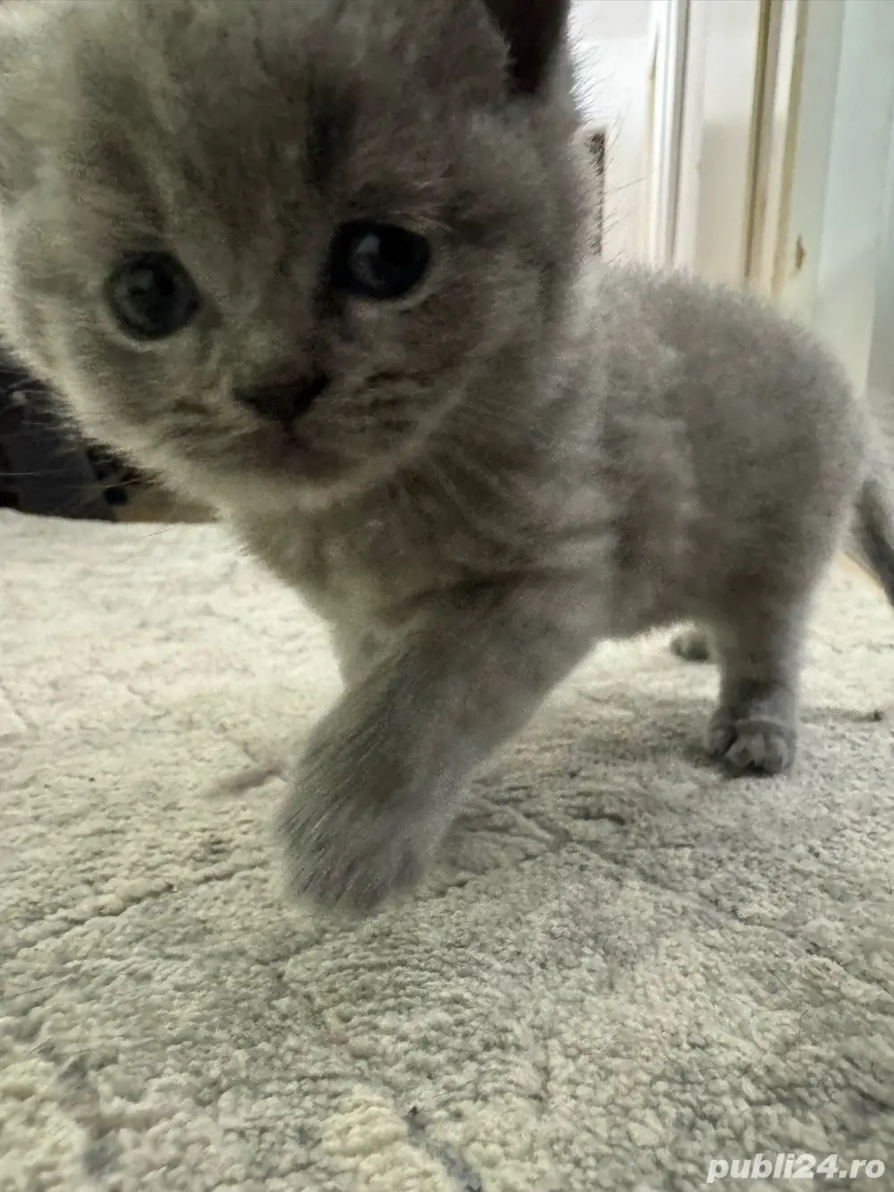 vand pui pisica british disponibil de la 1 decembrie vand pui pisica british disponibil de la 1 decembrie