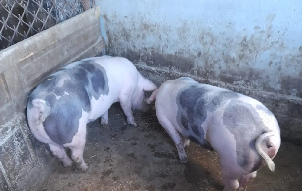 Vand porci rasa pura Pietrain