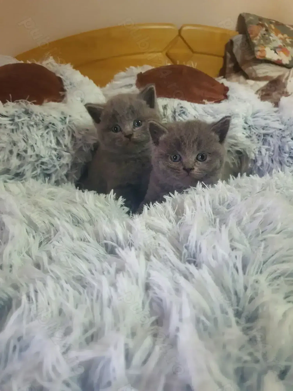 Pisicuta british caută o familie iubitoare 