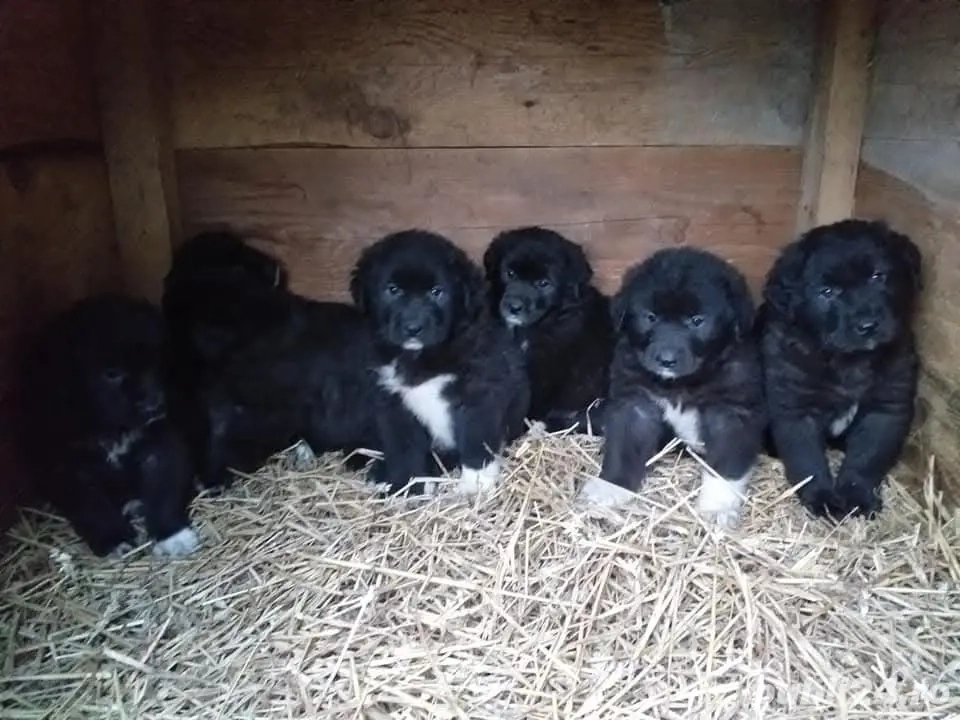 Ciobanesc Corb puiuti 