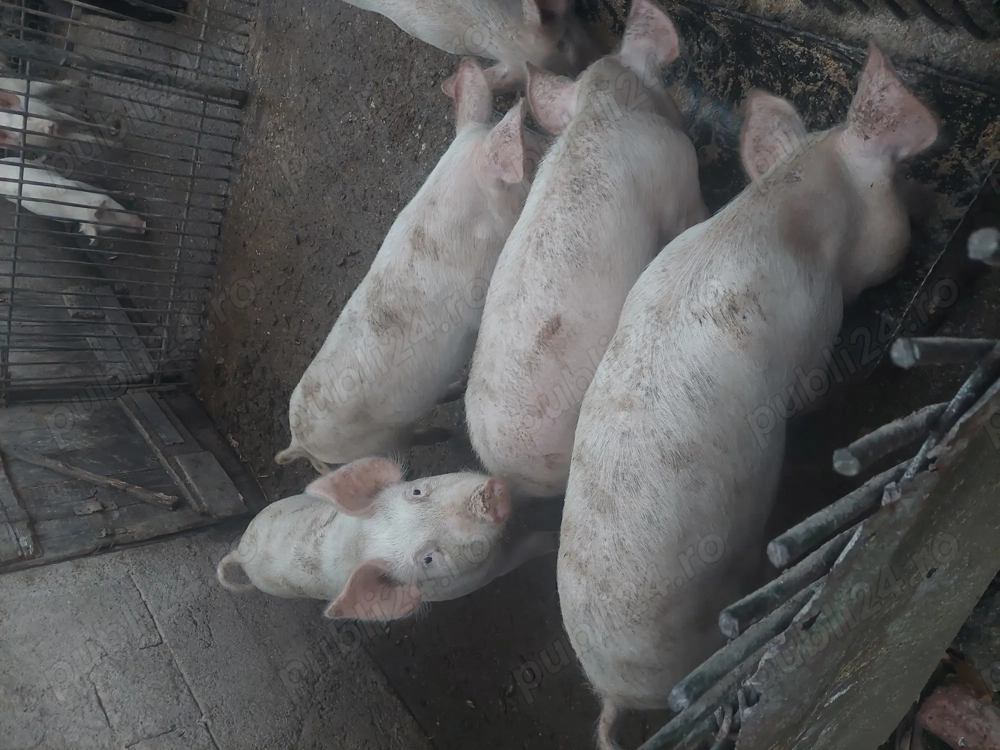 Șuldani de vânzare 