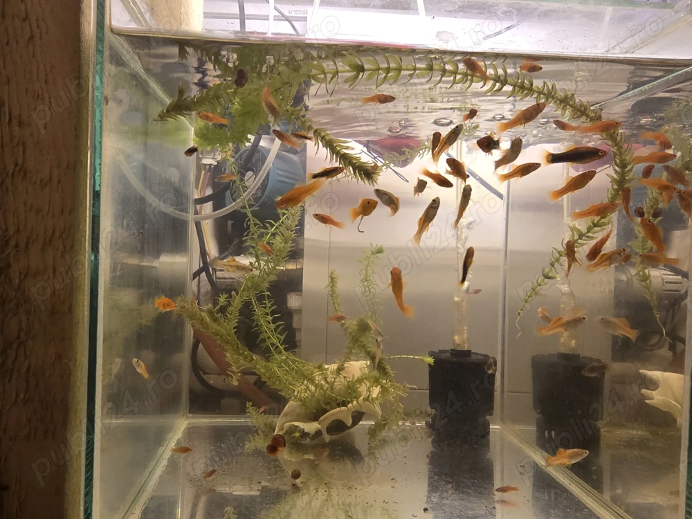 Pesti acvariu Guppy Xipho Ancistrus Zebre melci plante