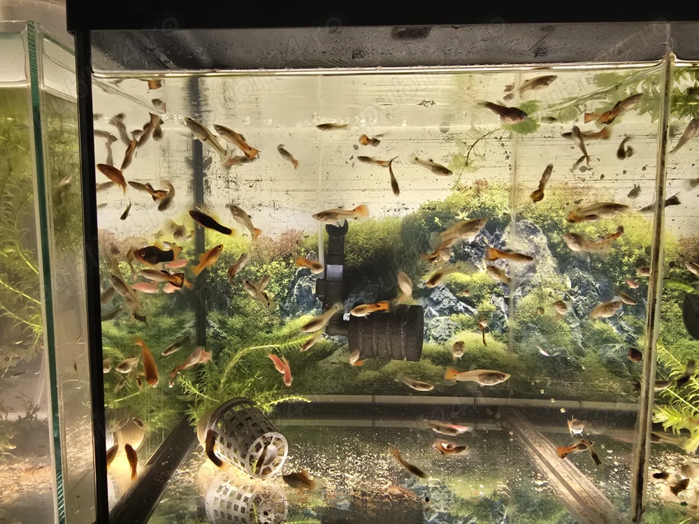 Pesti acvariu Guppy Xipho Ancistrus Zebre melci plante