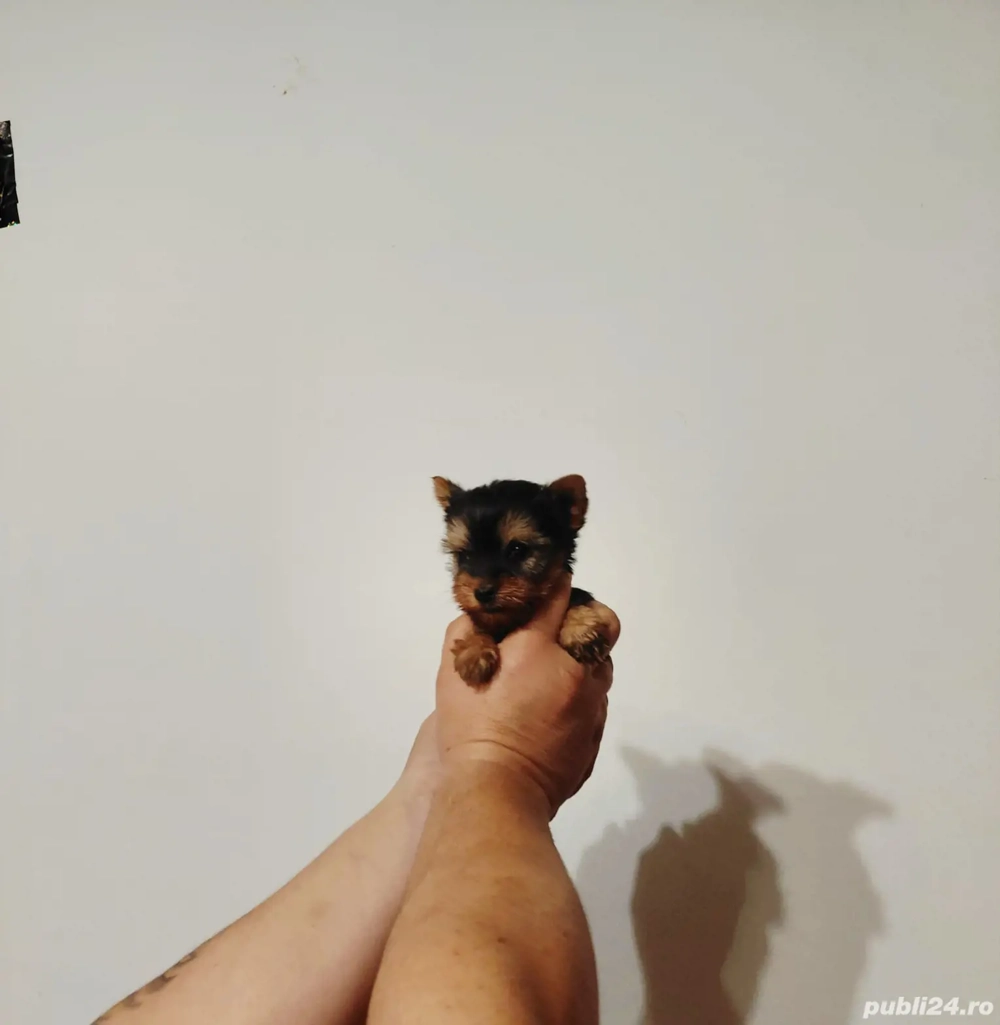 Yorkshire terrier toy 