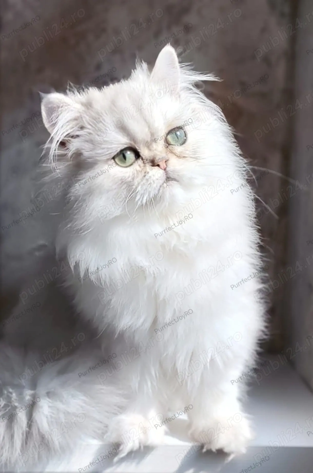 Persan Chinchilla, motănel cu pedigree