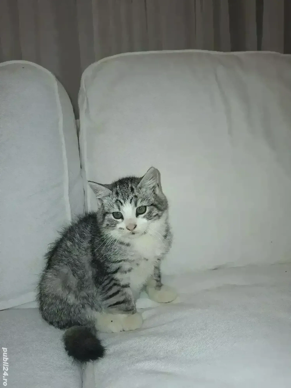 british silver tabby 