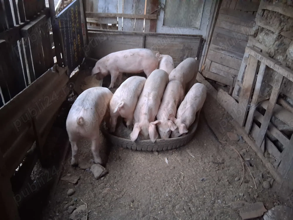 Vând grasuni  Vând grasuni