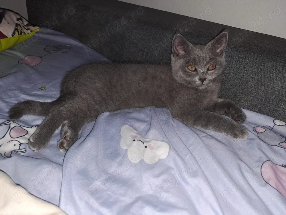 Vând băiețel British Shorthair născut în 14 august.