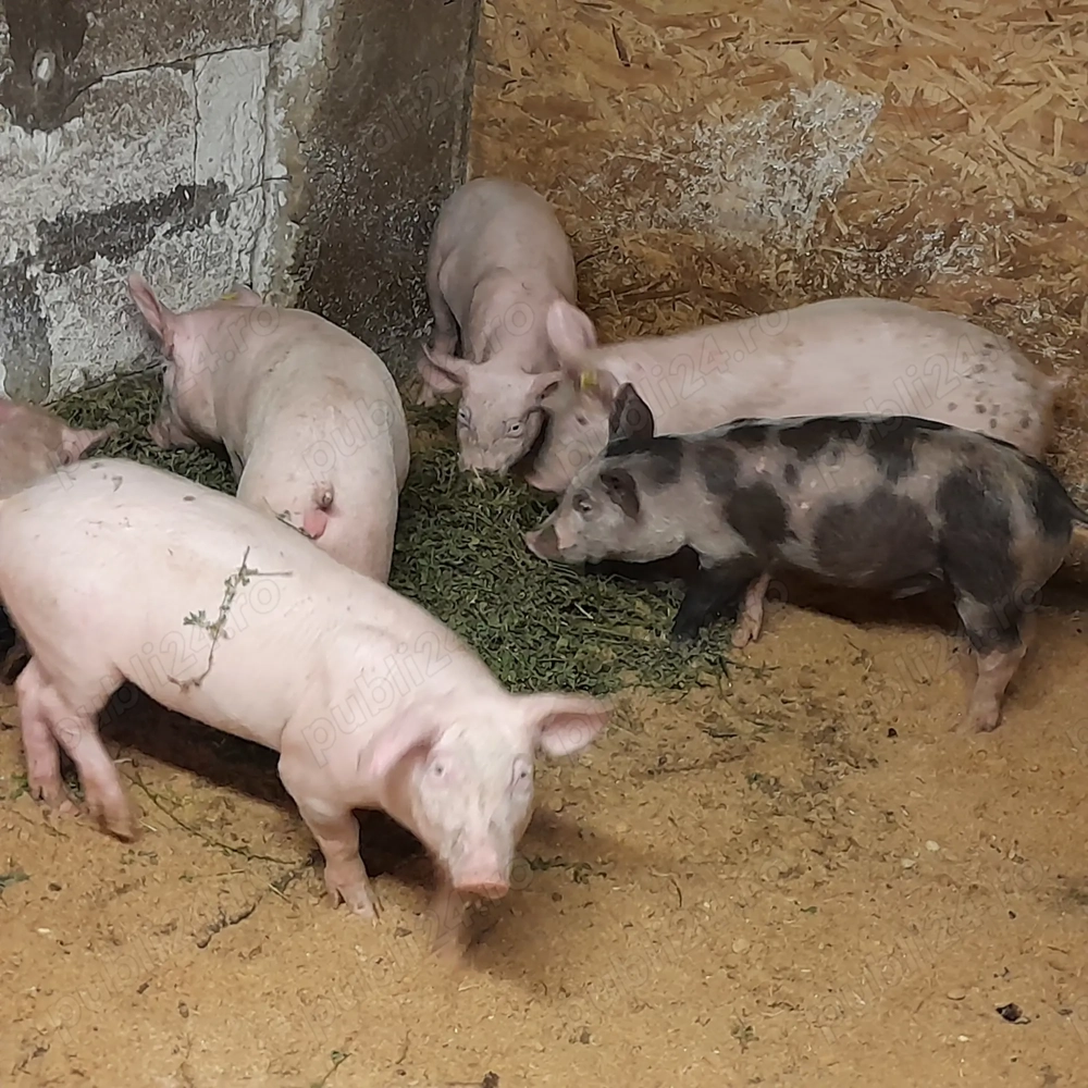 Grasuni 30 kg - 40 kg