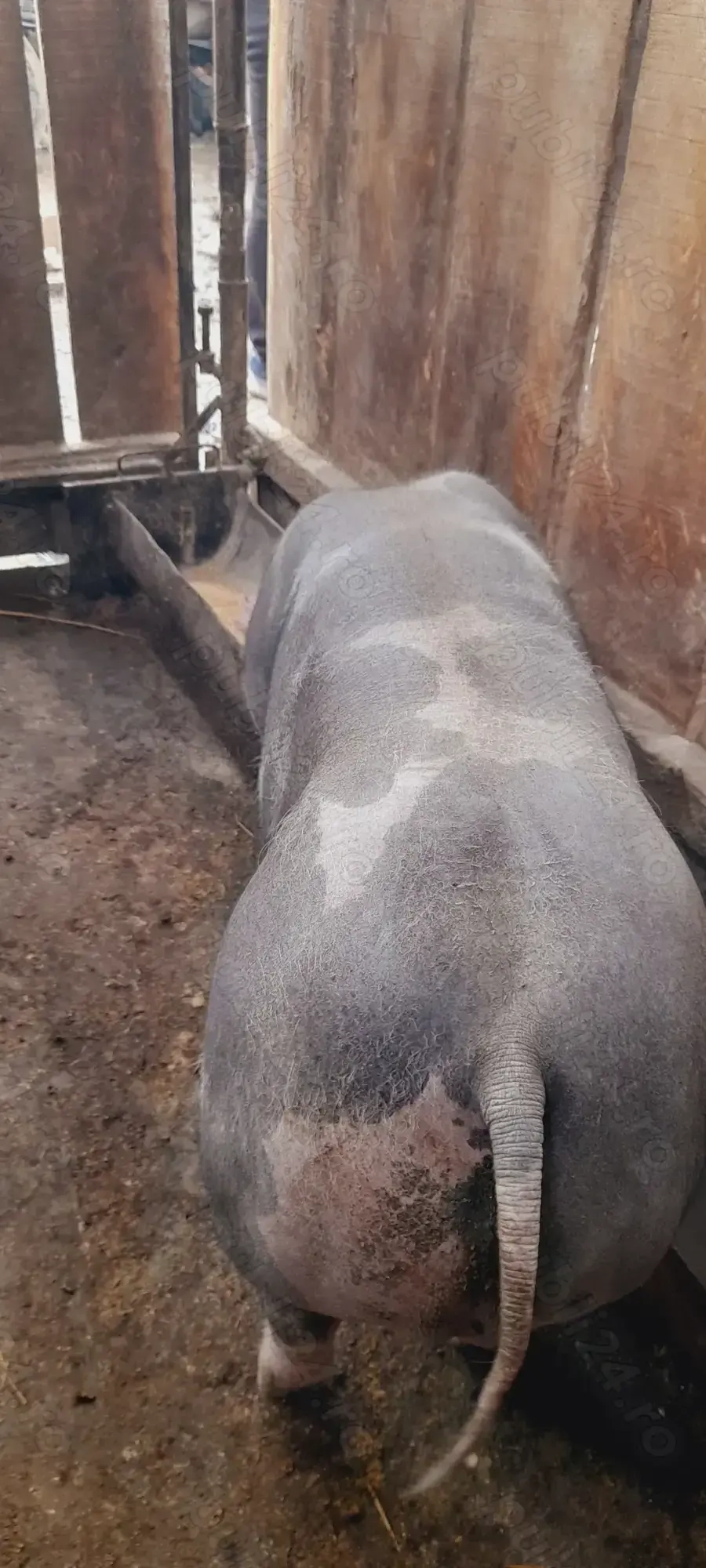 Vand grasun ... Vand grasun ...