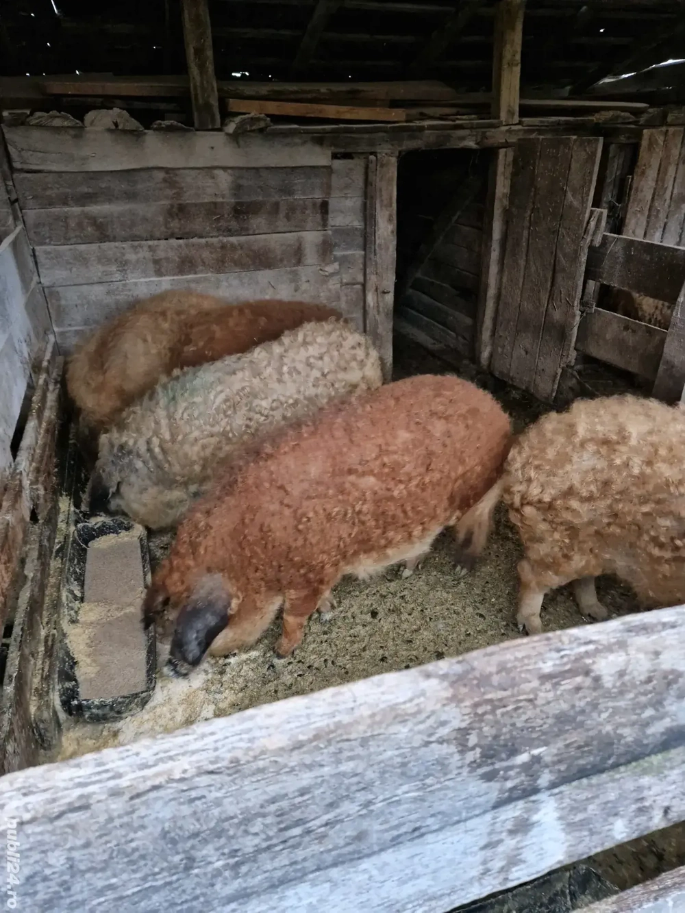 Vand porci mangalita si bazna Vand porci mangalita si bazna