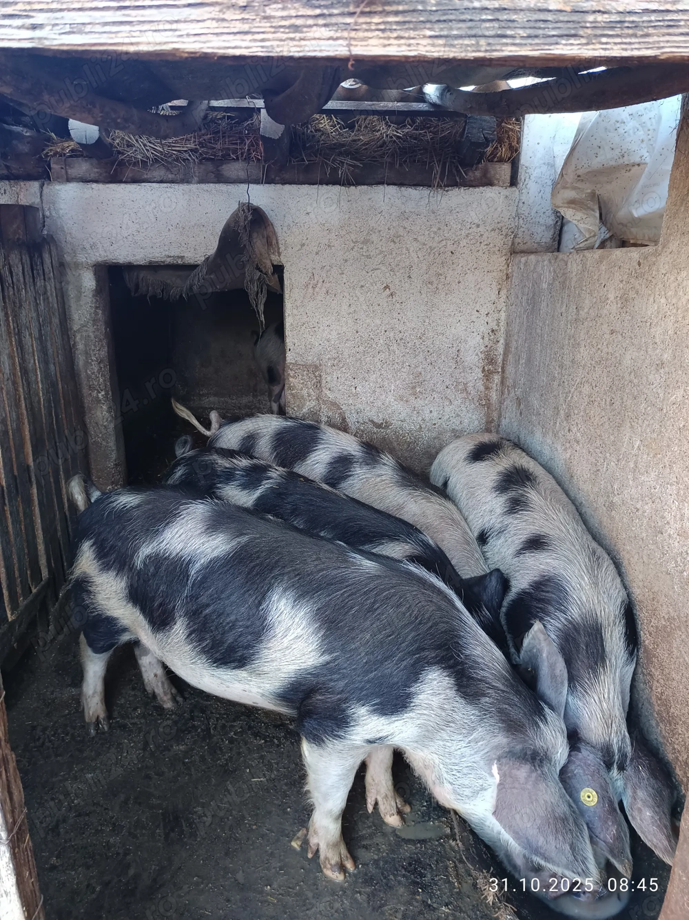 Vănd porci de țară