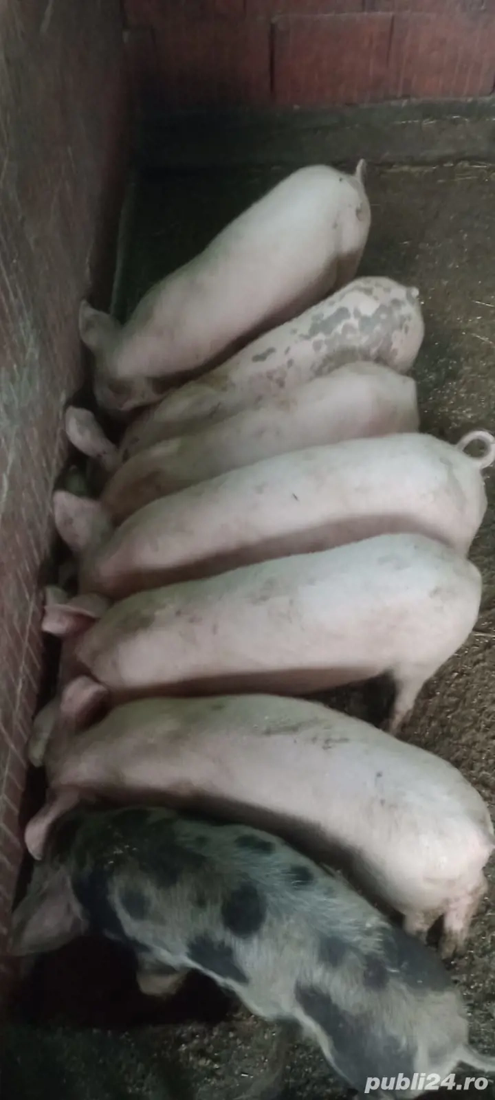 purcei de vânzare 