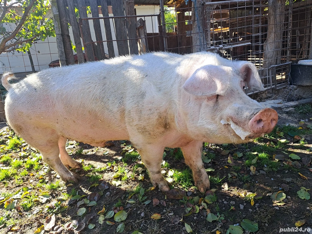 Vier Landrace rasa pura!!! Vier Landrace rasa pura!!!