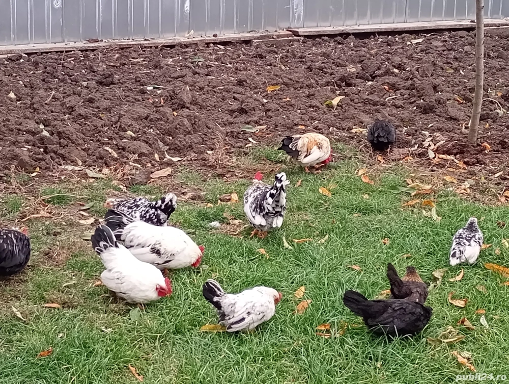 Cocoși și puicuțe chabo de vânzare la Salonta.