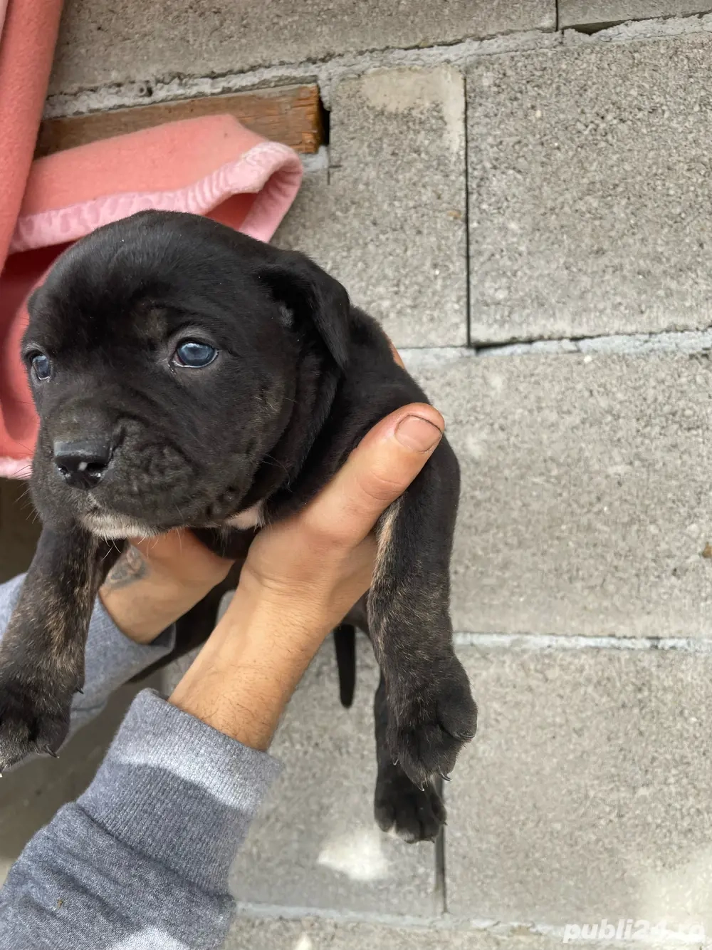 Vând 5 căței. 3 masculi și 2 femele 