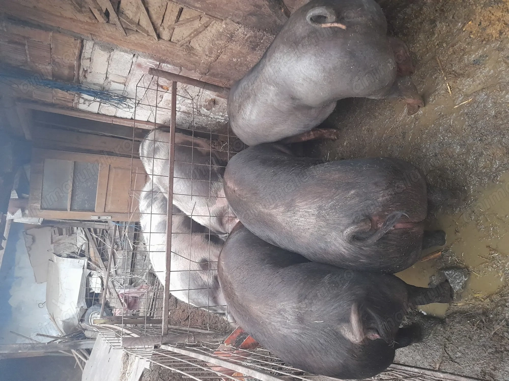 Porci de carne Petran belgian și duroc