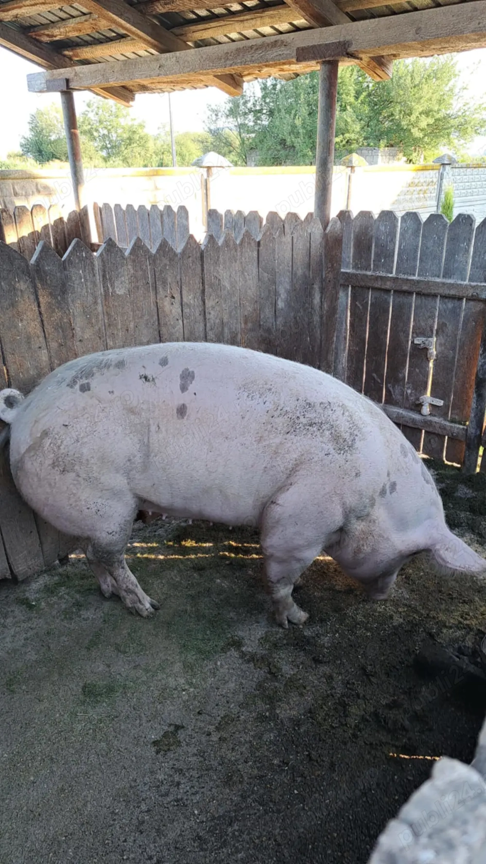 De vânzare 250 kg Corcova 