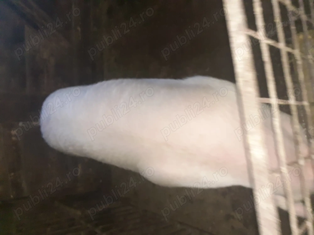 Porci de vanzare crescuti doar cu cereale!