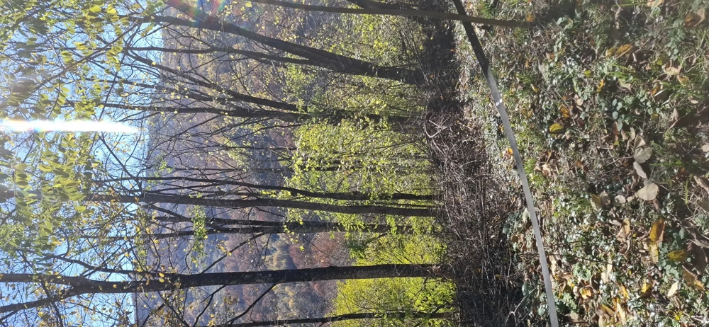 Vand 1 hectar la.munte teren împădurit.