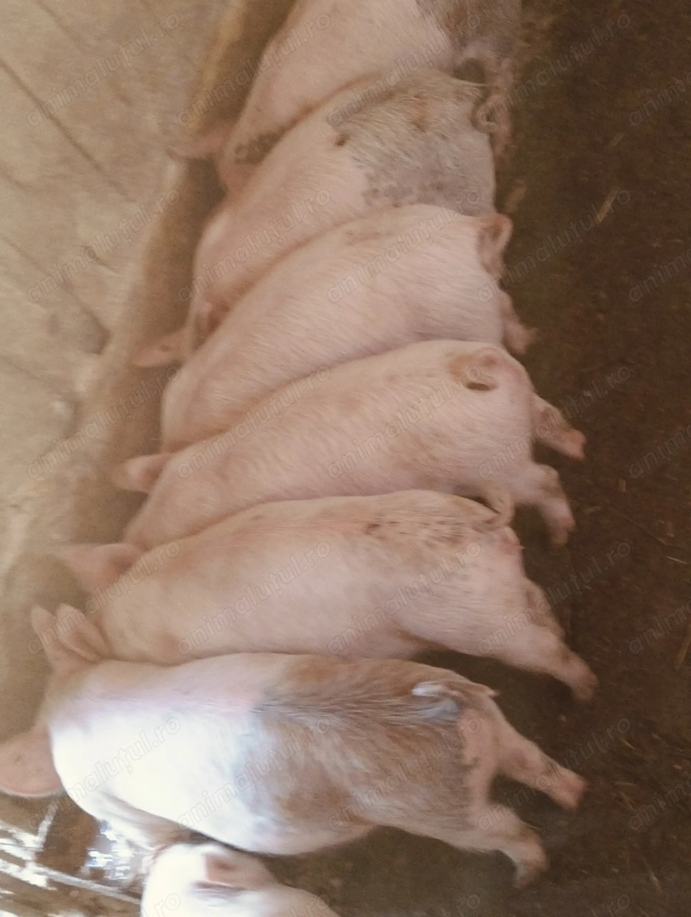 Purcei intarcati Purcei intarcati