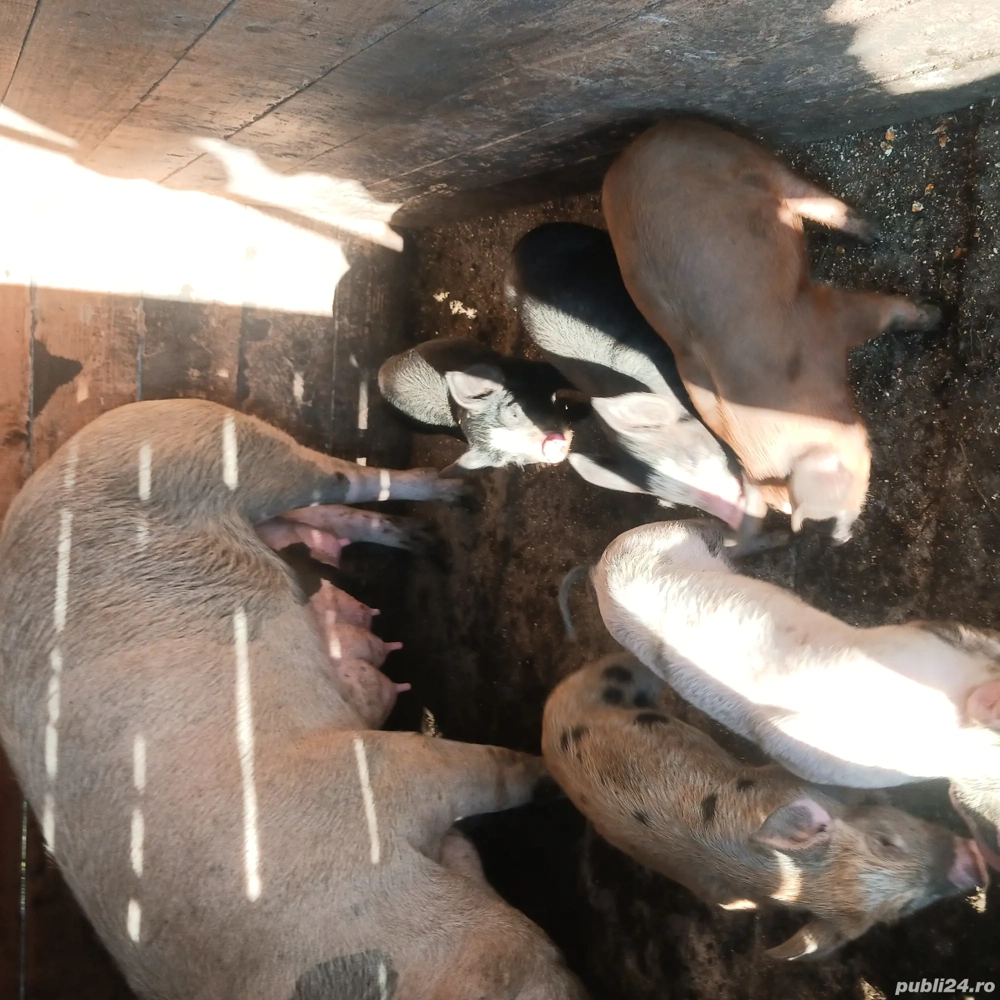 vand scroafa cu purcei