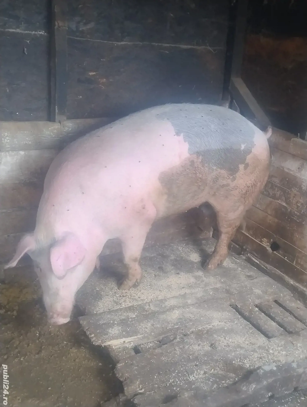 Porci de casă Porci de casă