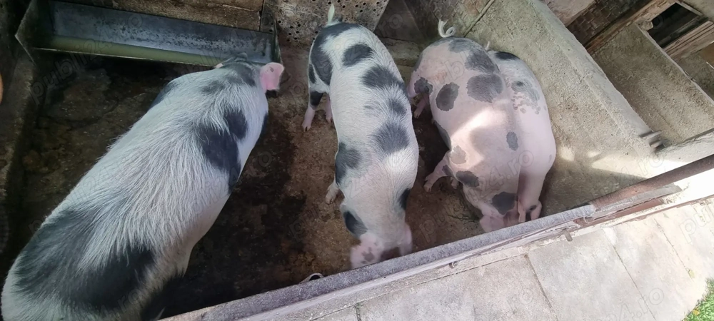 Vând porci pentru sacrificat Vând porci pentru sacrificat