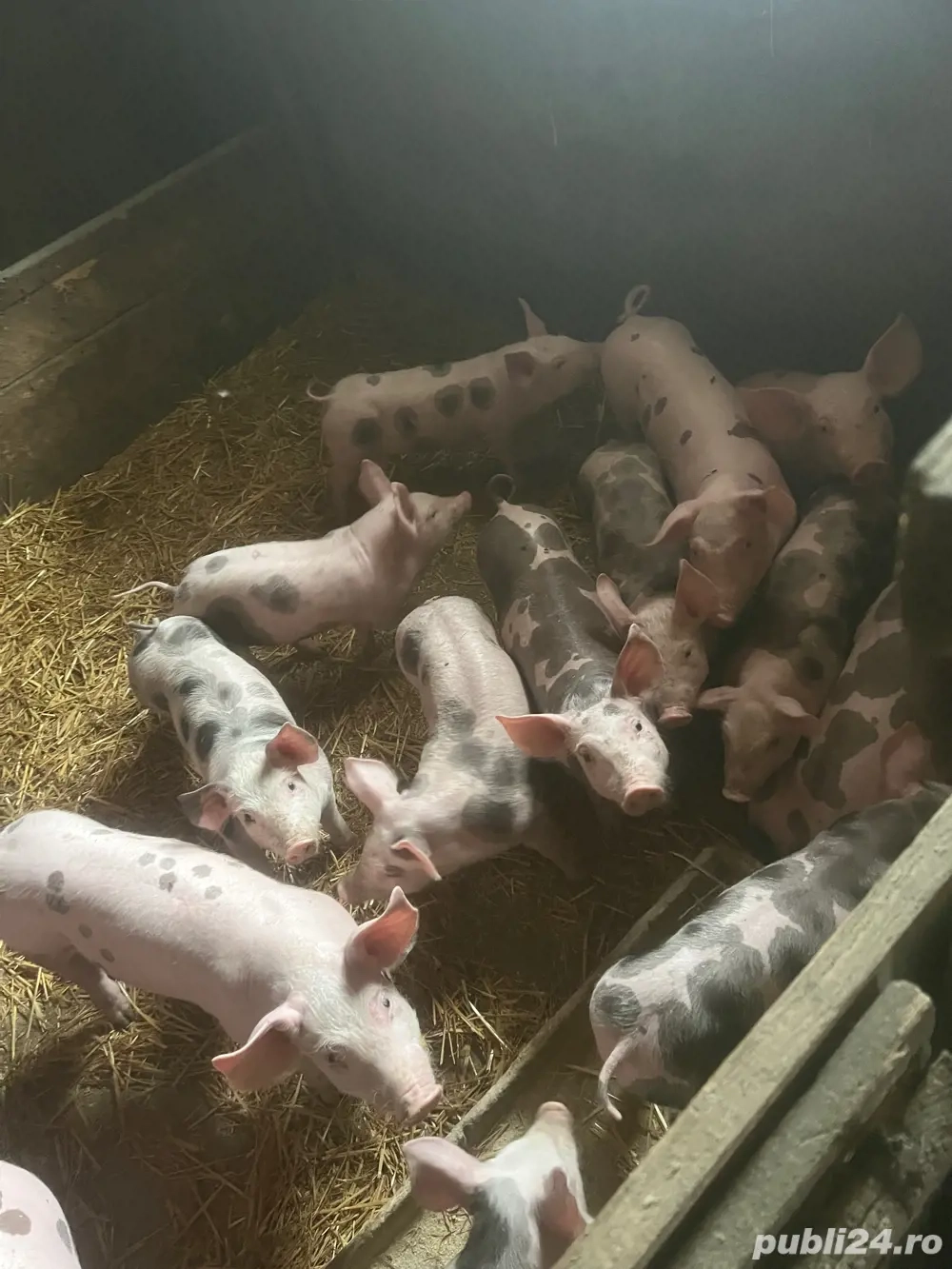 vind purcei intatcati 