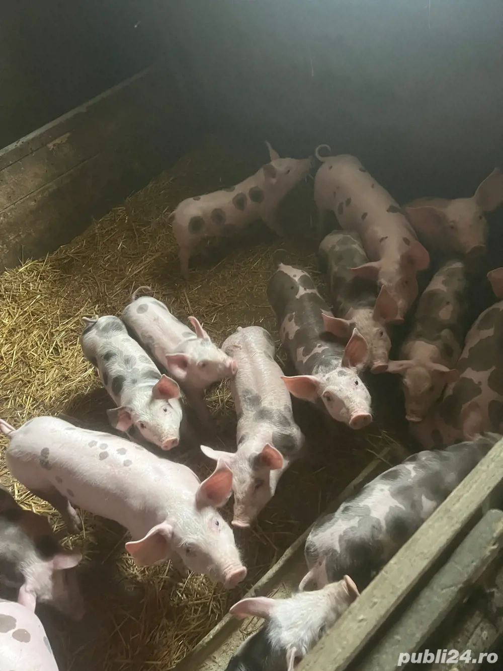 de vinzare purcei intarcati 