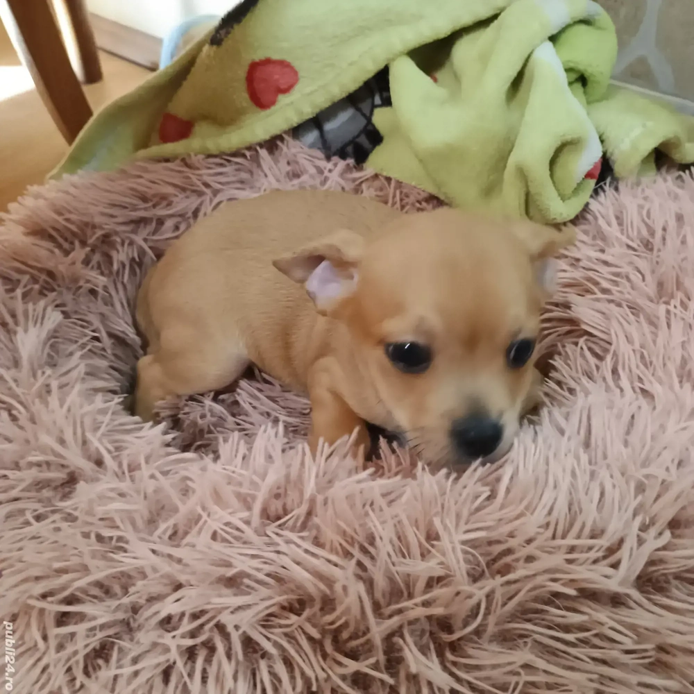 Mascul Chihuahua Mini 