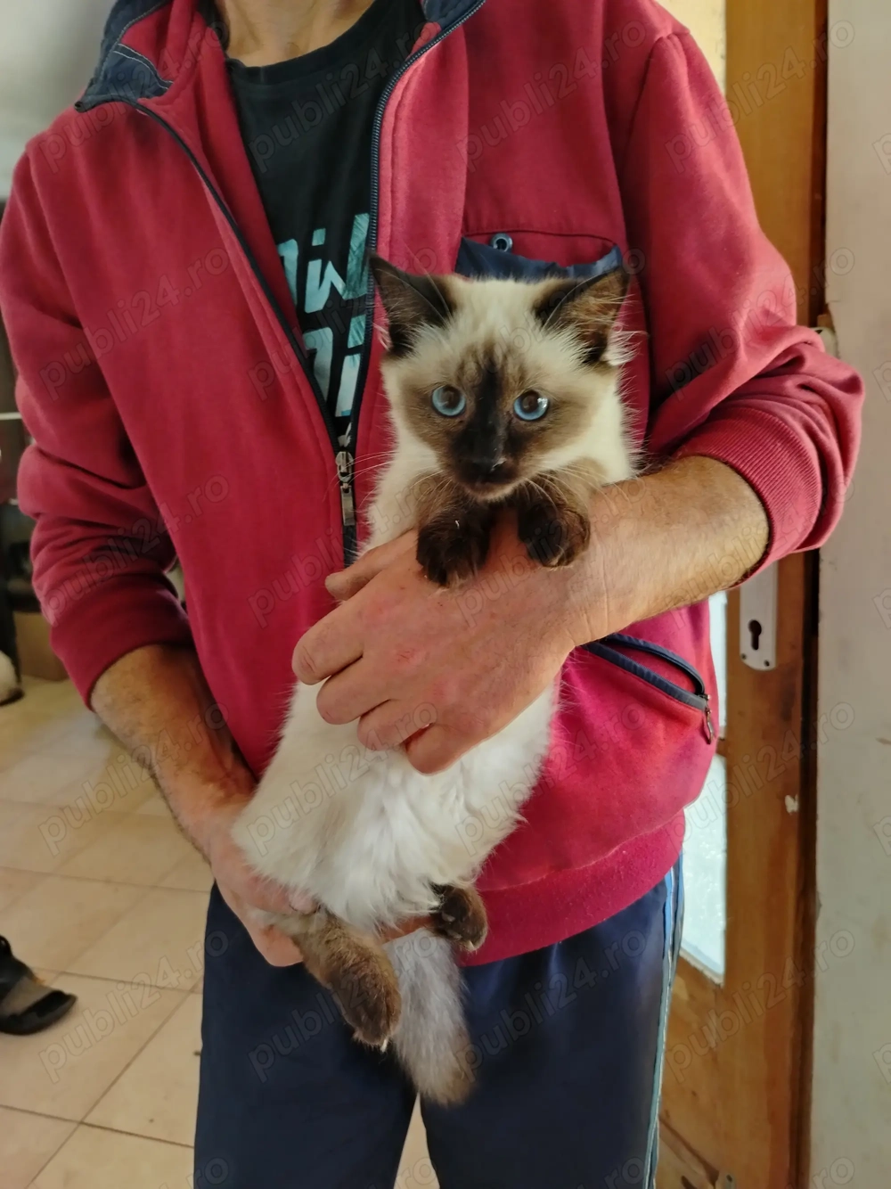 Pisicuța rasa birmaneza Pisicuța rasa birmaneza