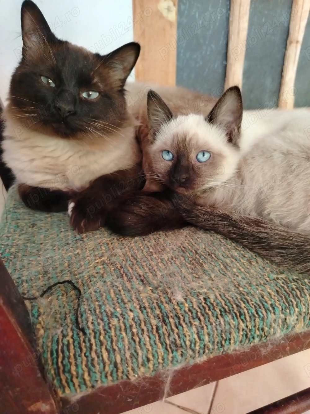 Pisicuța rasa birmaneza 