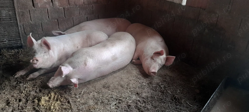 Vând porci .acum sau pt craciun