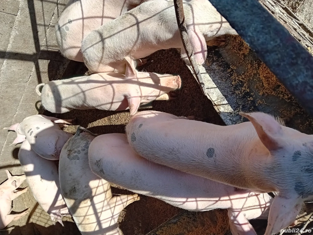 Șoldănei foarte frumoș 45kg 50kg