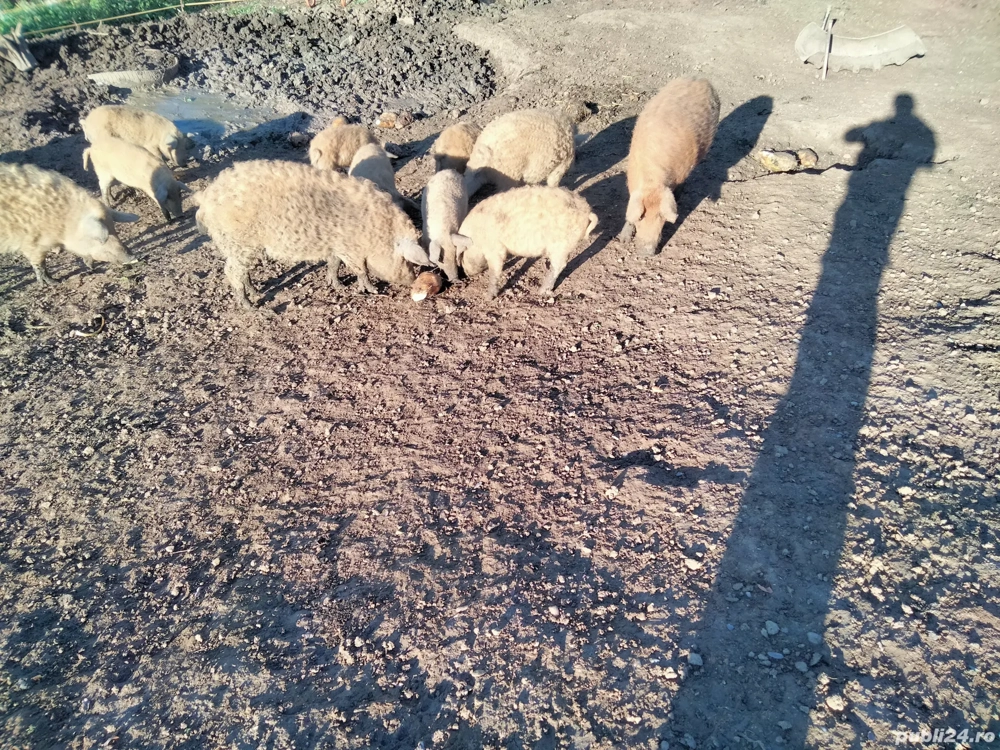 de vânzare mangalița 