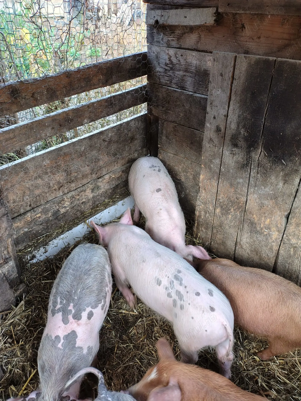 Vând 3 purcei marele alb