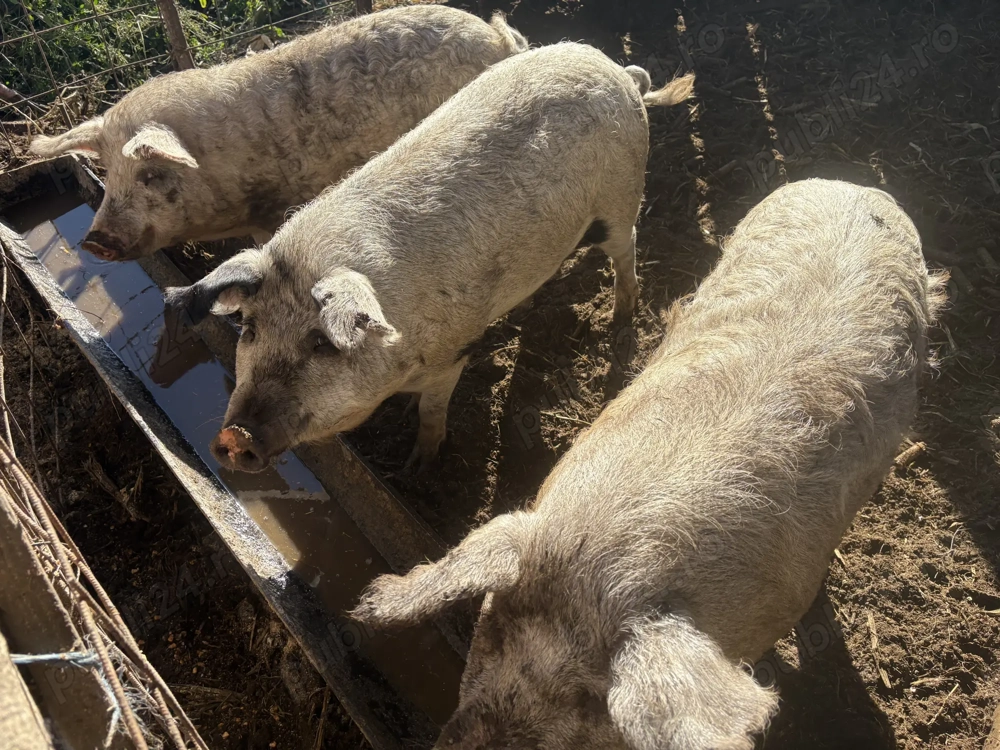 Vând porcușori mangaliță 