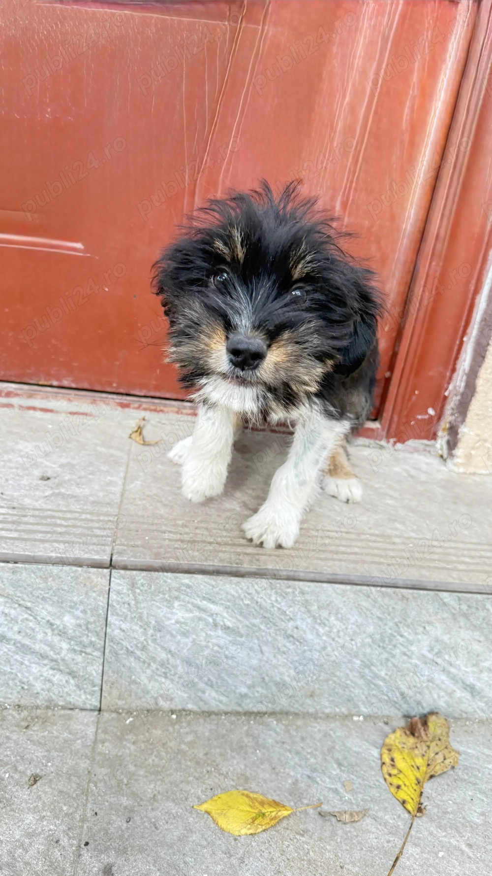 Cățel spre adopție!